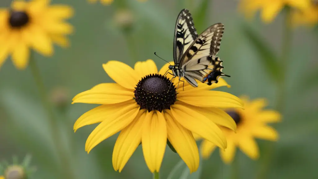 A group of Black-Eyed Susans featuring bright golden-yellow petals and dark, chocolate-brown central cones.