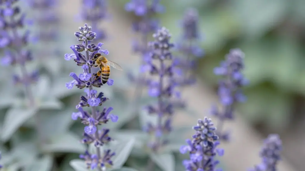  A low-growing mound of Catmint featuring small, delicate lavender-blue flowers and soft grayish-green foliage.