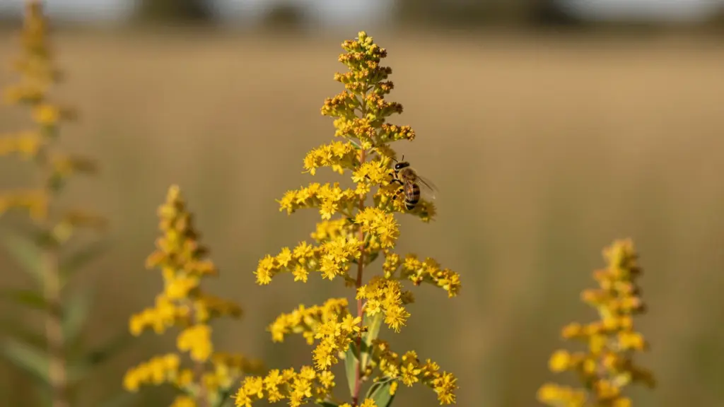 Arching sprays of tiny, bright yellow Goldenrod flowers blooming densely during the late summer season.