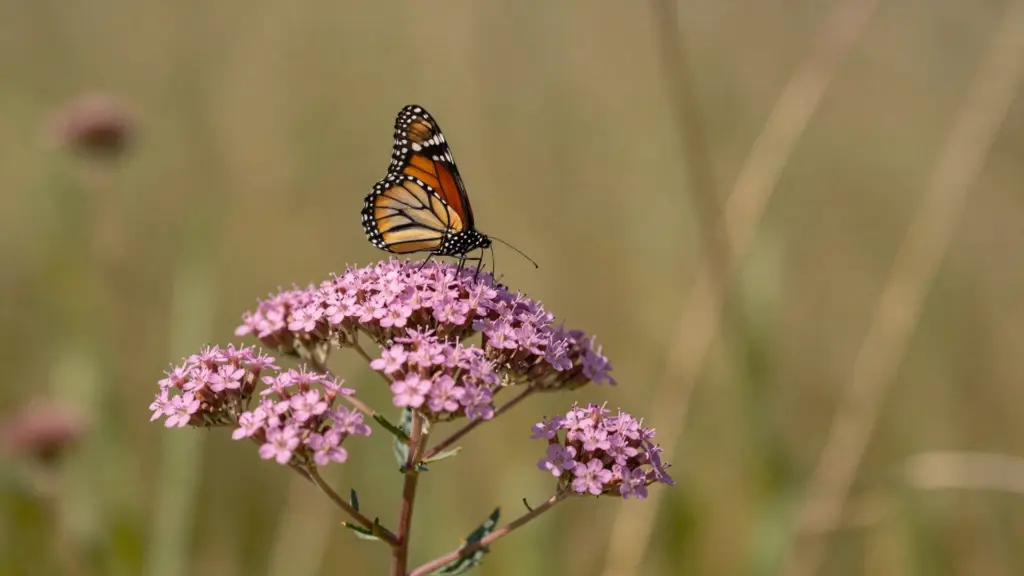 Large, rounded clusters of dusty pink flowers on tall stems of a Joe Pye Weed plant.
