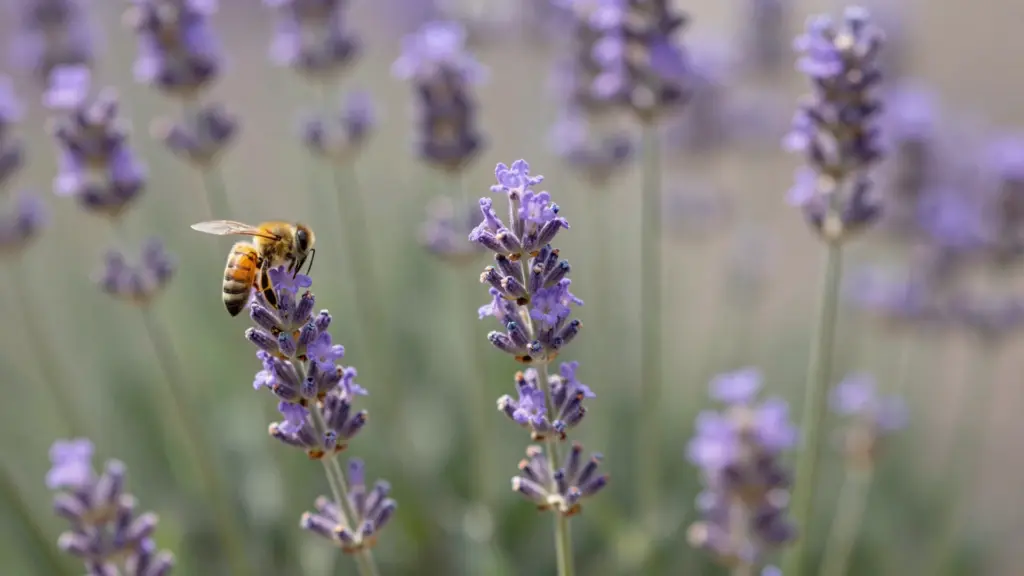 Multiple spikes of fragrant purple Lavender flowers in full bloom, attracting a fuzzy bumblebee.
