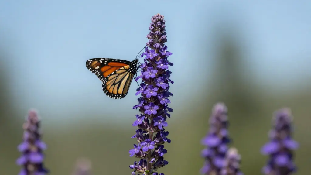 Upright, fuzzy purple flower spikes of Liatris Blazing Star blooming from the top down in a prairie garden.