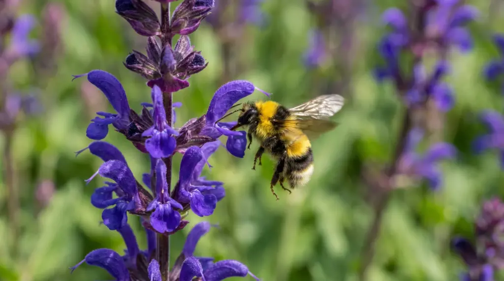 Tall, upright spikes of deep purple Salvia flowers blooming in a dense cluster in a sunny garden border.