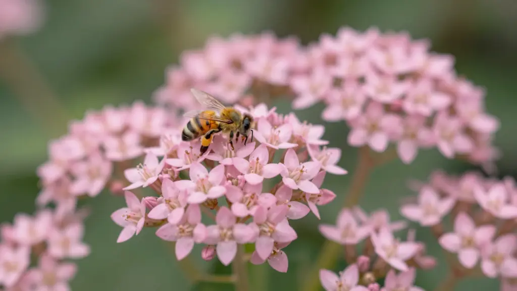 Flat-topped clusters of tiny, star-shaped pink flowers on a succulent-leaved Autumn Joy Sedum plant.
