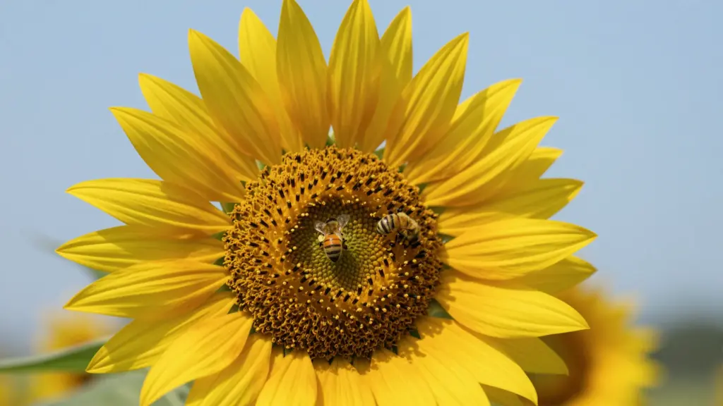 A common sunflower with bright yellow petals and a large, dark brown center full of pollen and seeds.