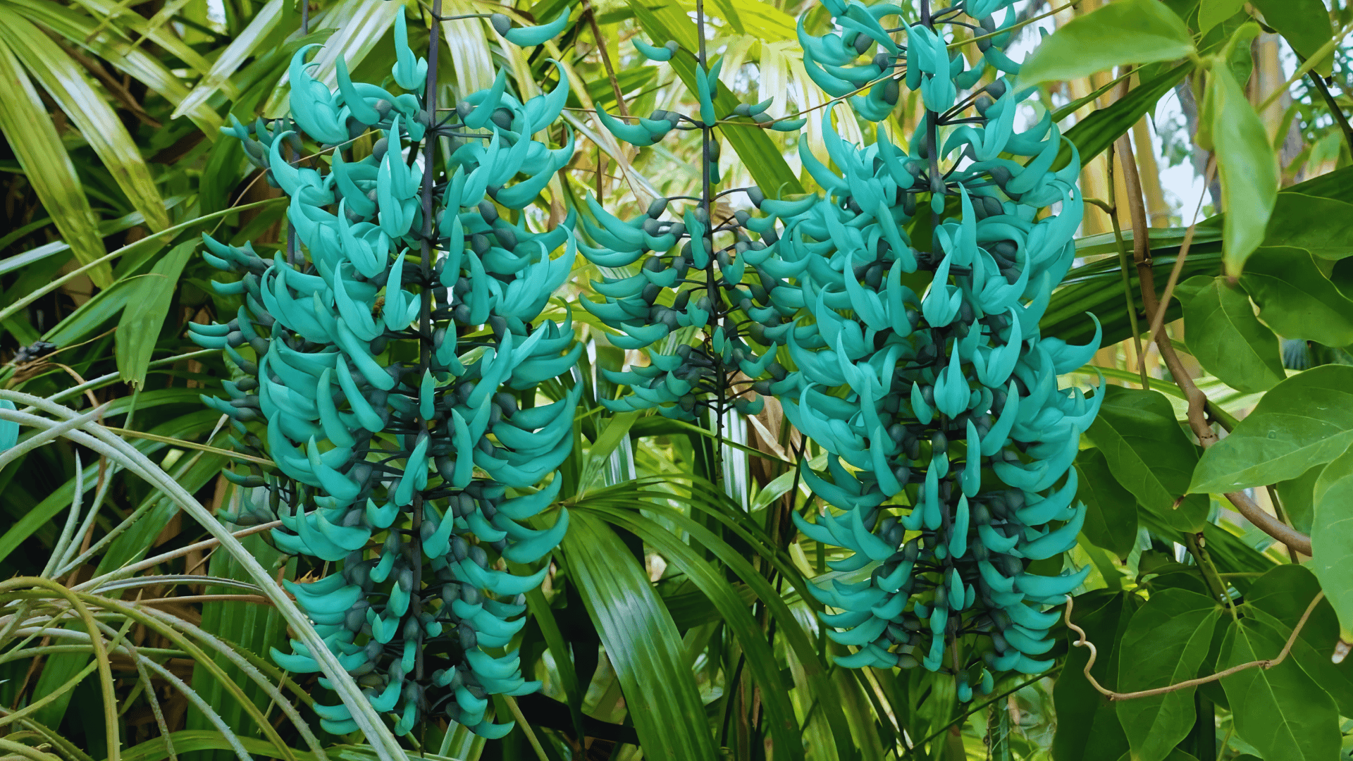 a cluster of bright turquoise hanging flowers among green leaves in a garden