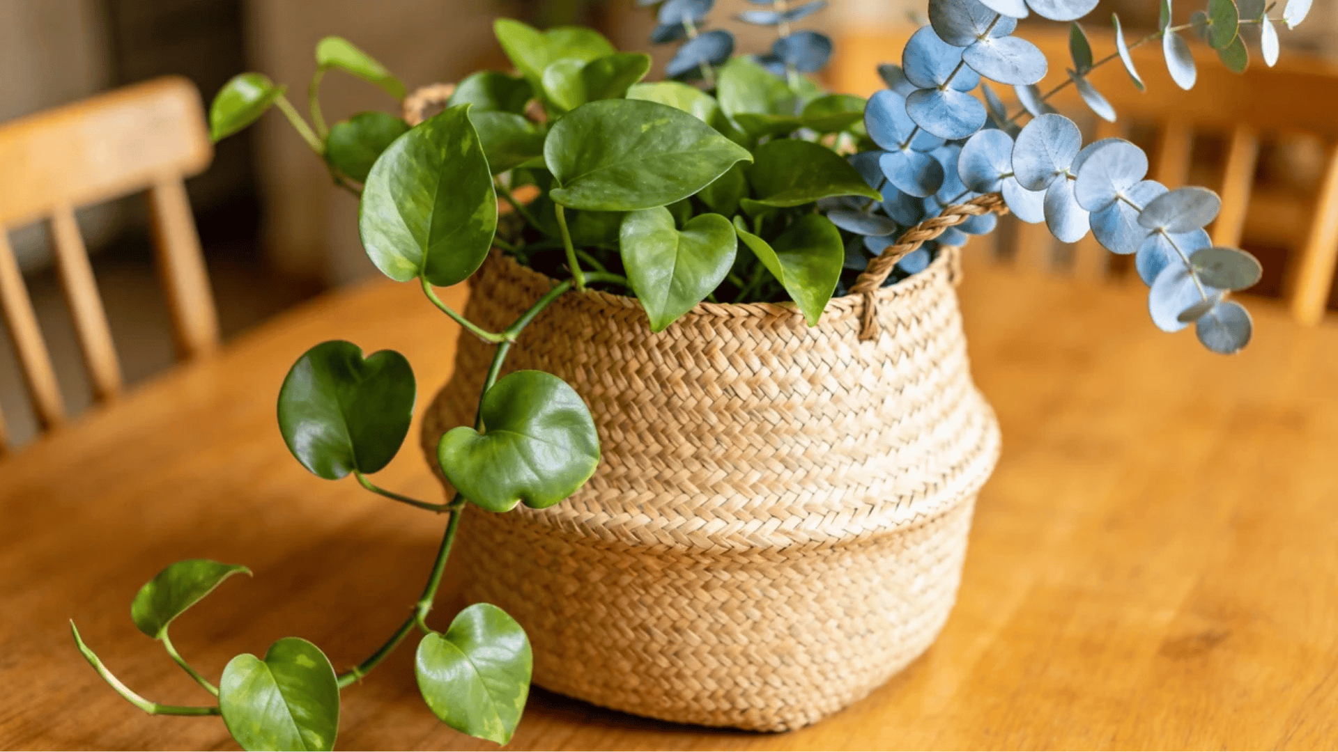 a green trailing plant and eucalyptus in woven basket on wooden table in warm natural light