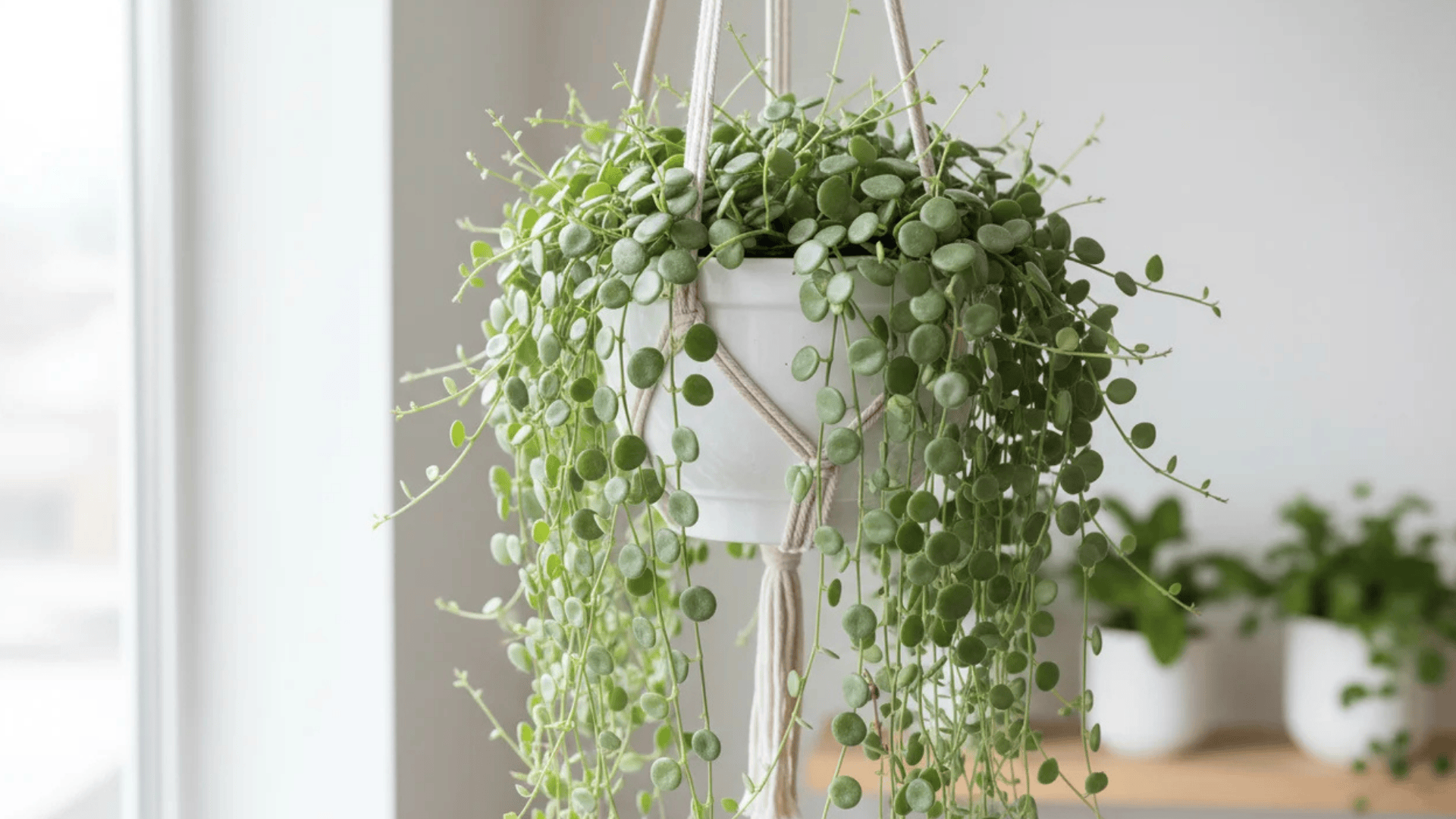 a hanging plant with long trailing stems of small round green leaves in a white pot near a bright window