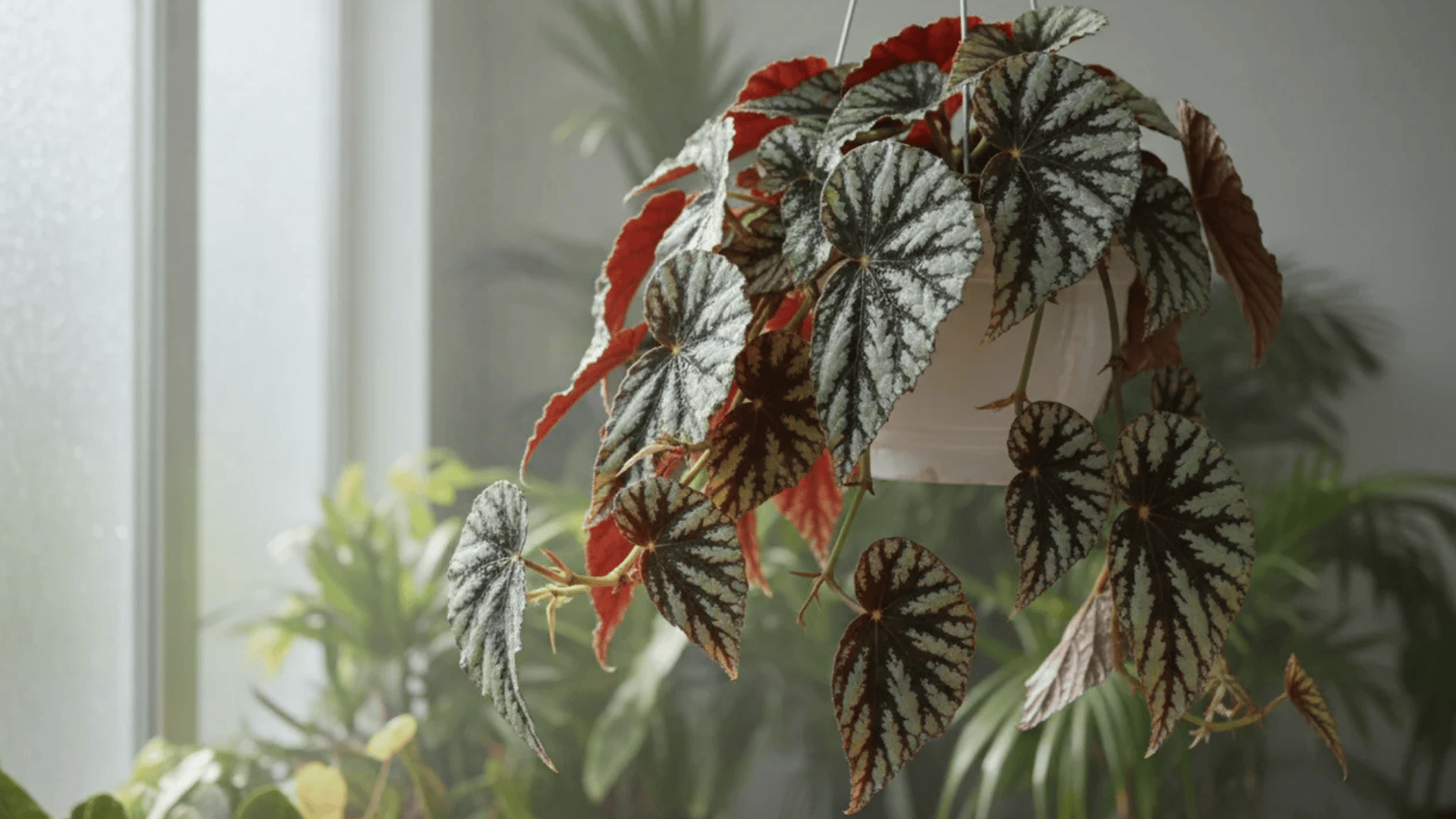 a hanging plant with patterned green and red leaves in a white pot near a bright window with soft natural light