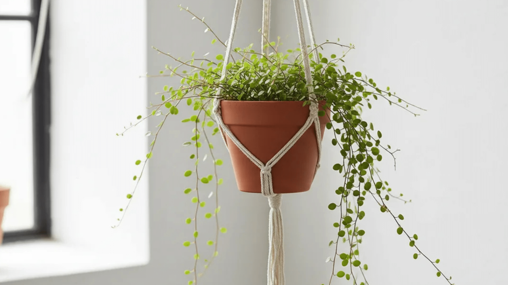 a hanging plant with thin trailing stems and tiny round green leaves in a terracotta pot against a light wall