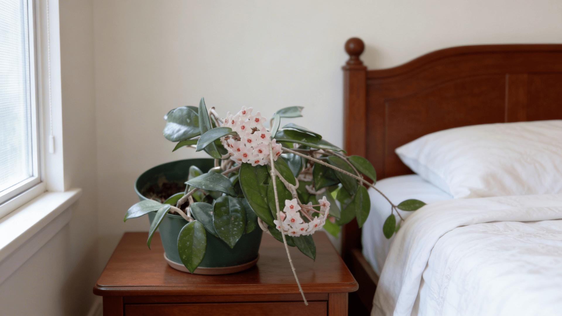 a hoya plant with thick green leaves and clusters of small pink flowers in a pot placed on a wooden bedside table