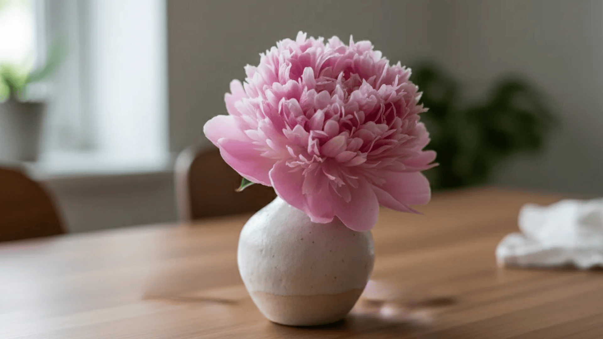 a pink peony flower in small ceramic vase on wooden table with petals soft light