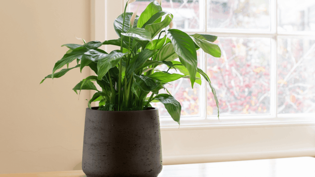 a plant in a black pot near a window a popular choice for shower plants that grow in humid indoor spaces with low light