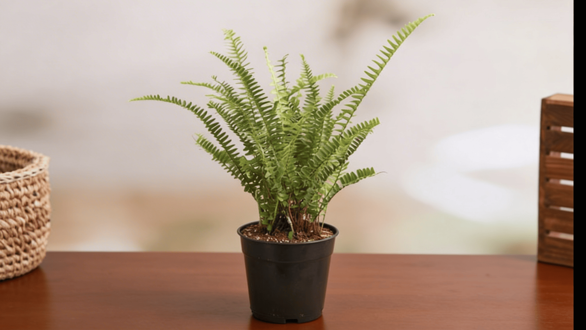 a small fern plant with delicate green fronds growing in a black pot placed on a wooden table indoors
