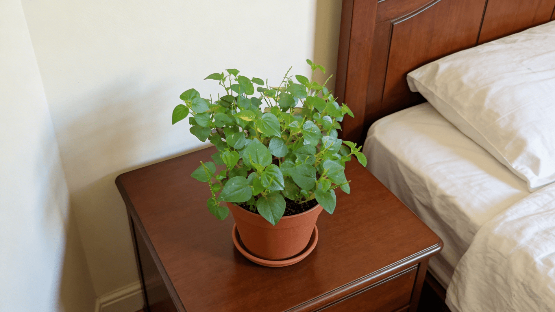 a small leafy green plant with round leaves in a brown pot placed on a wooden bedside table near a bed
