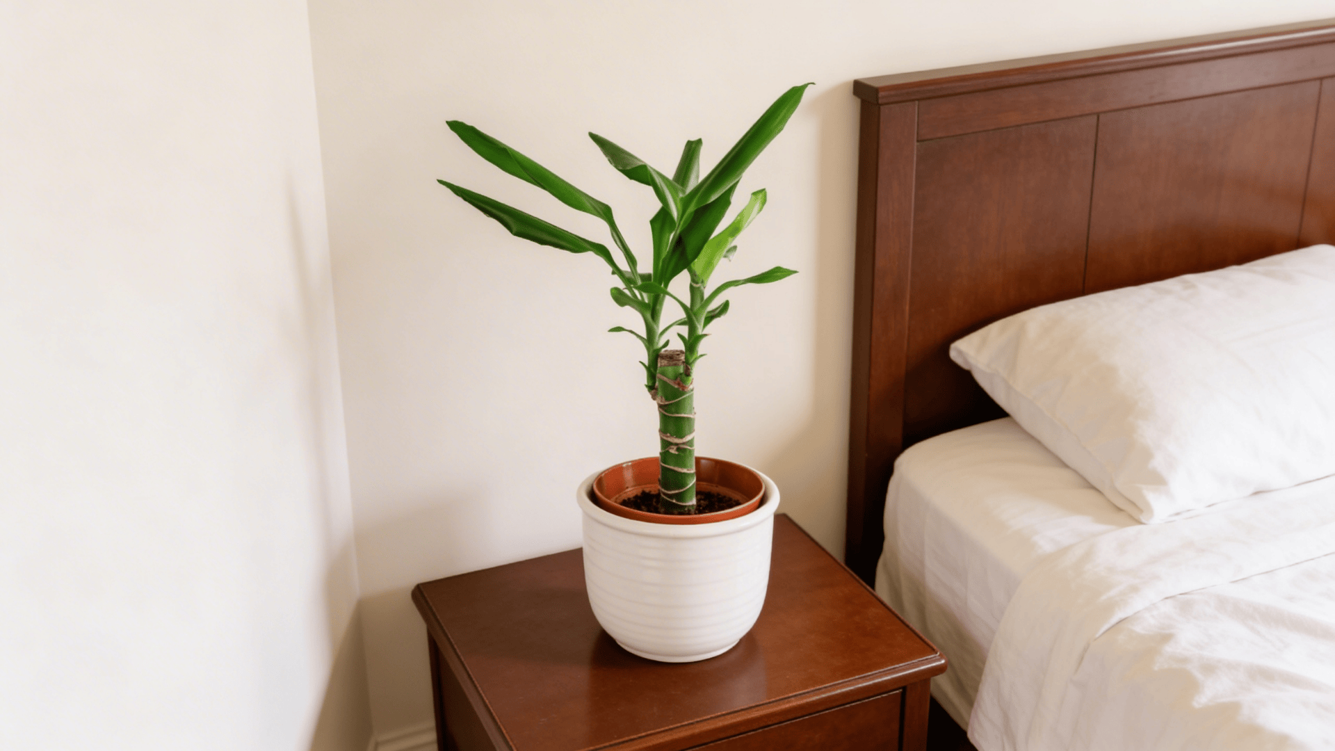 a small lucky bamboo plant with green stalk and leaves in a white pot placed on a wooden bedside table