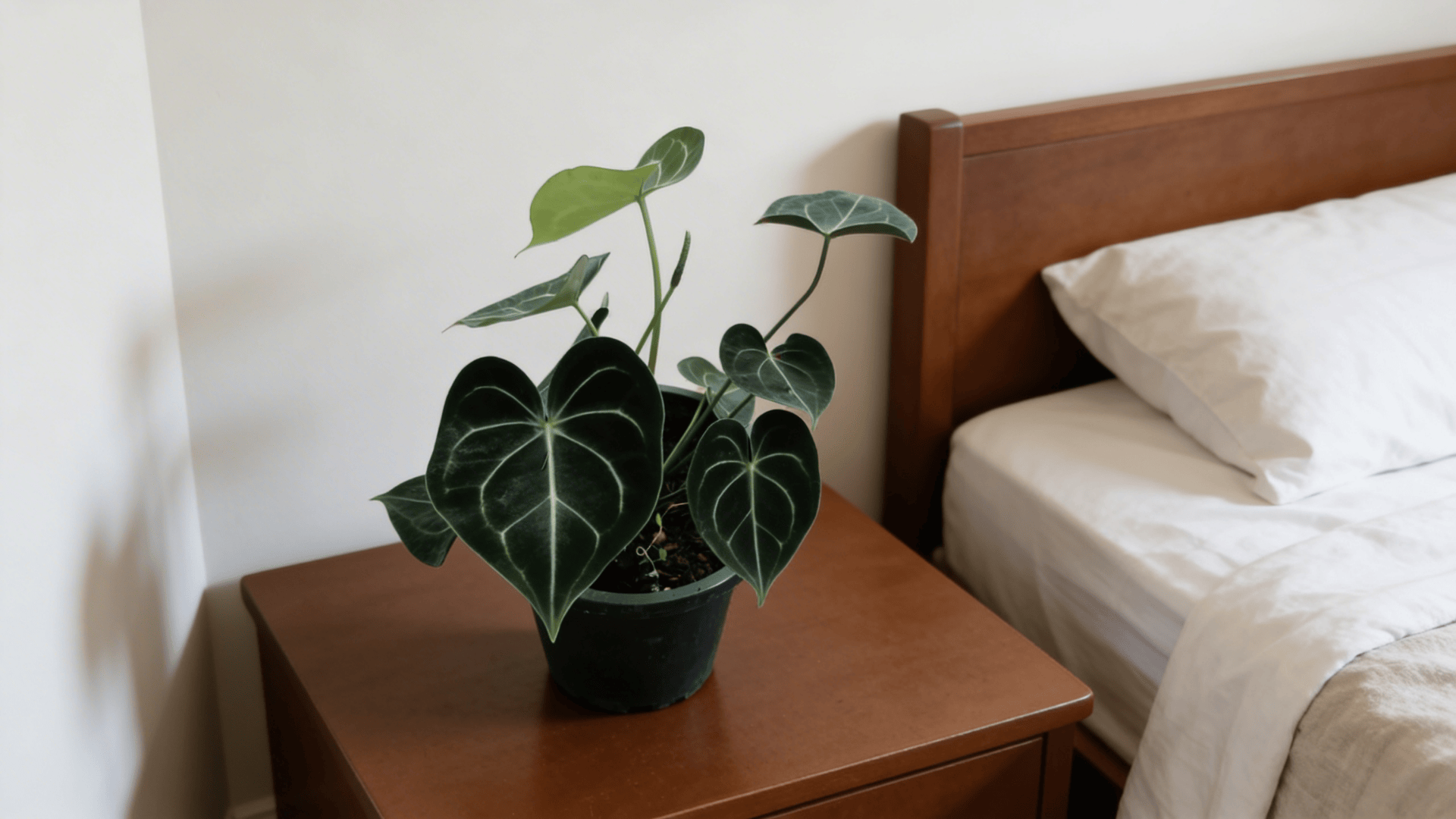 a small plant with dark green heart shaped leaves and light veins in a black pot placed on a wooden bedside table