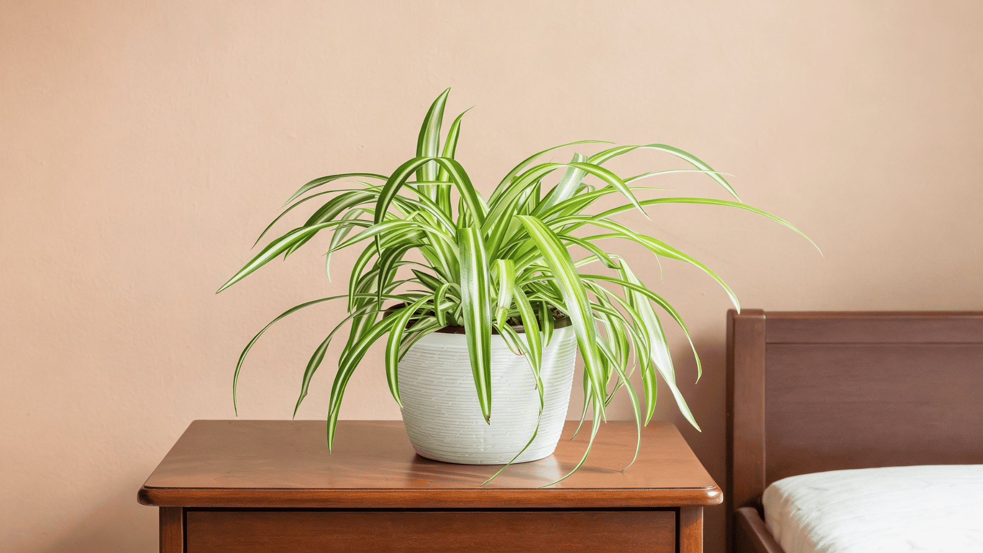 a spider plant with long striped green leaves in a white pot placed on a wooden bedside table next to a bed