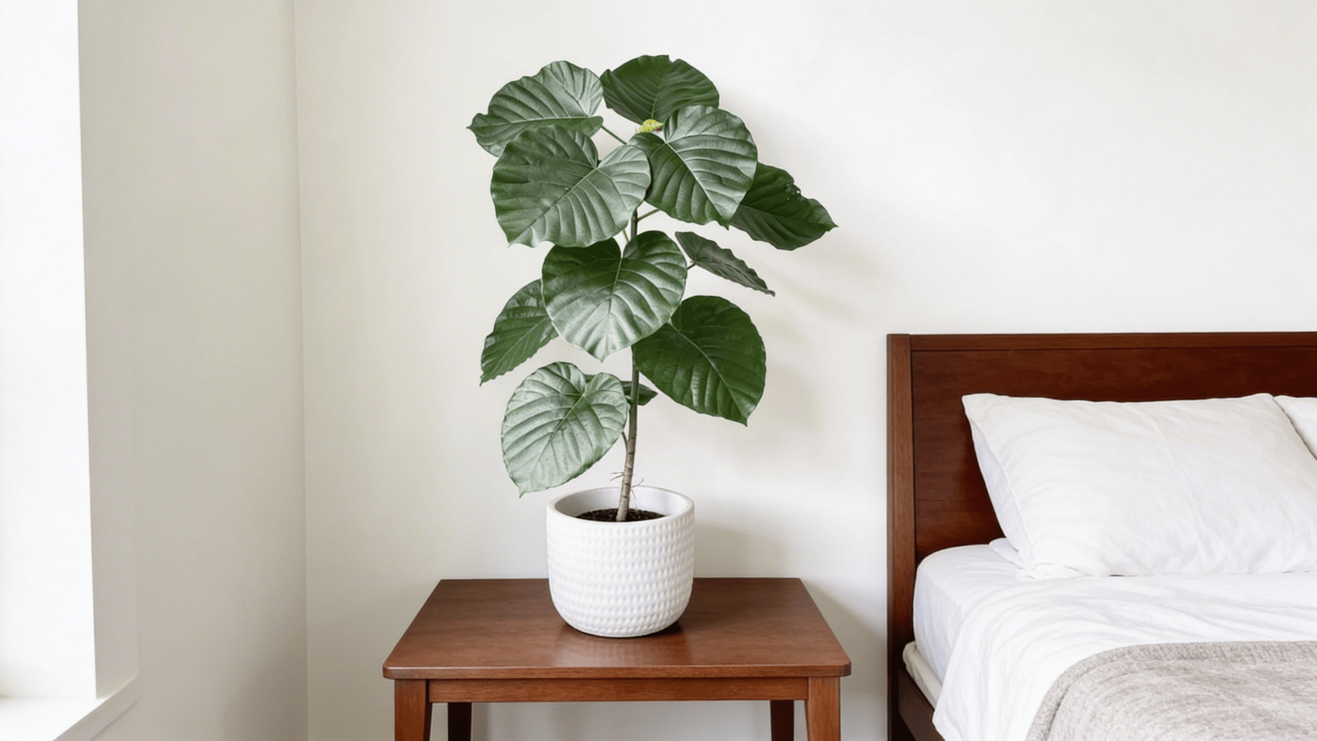 a tall houseplant with large round green leaves in a white pot placed on a wooden bedside table near a bed
