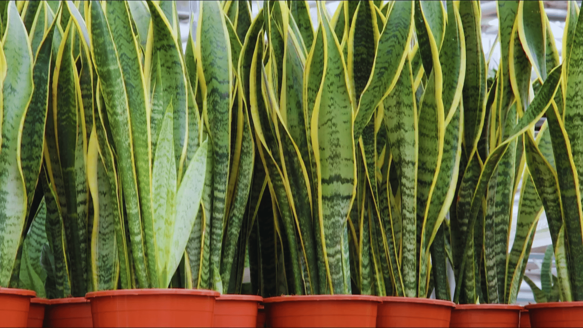 all snake plant leaves in small pots hardy shower plants bringing bold vertical greenery indoors