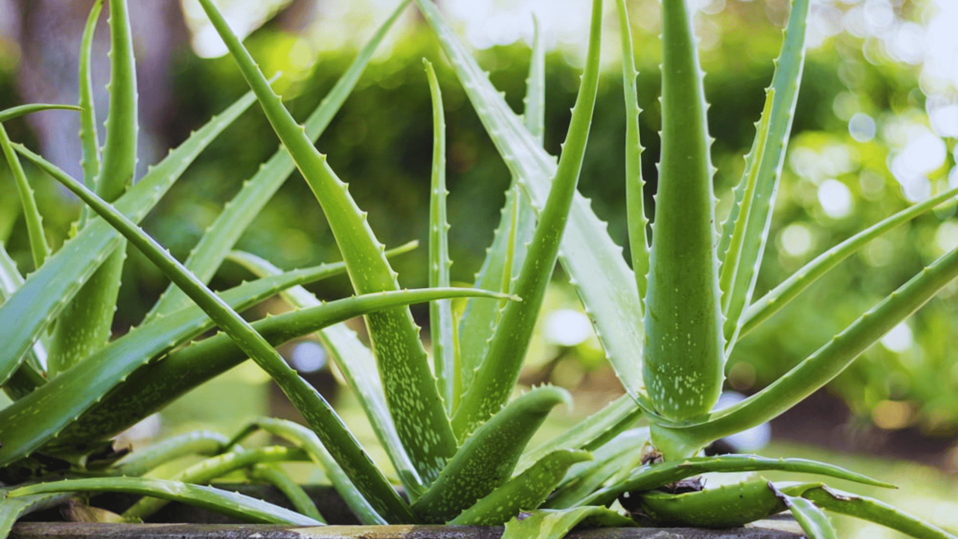 aloe vera with thick spiky leaves hardy shower plants adding fresh green wellness