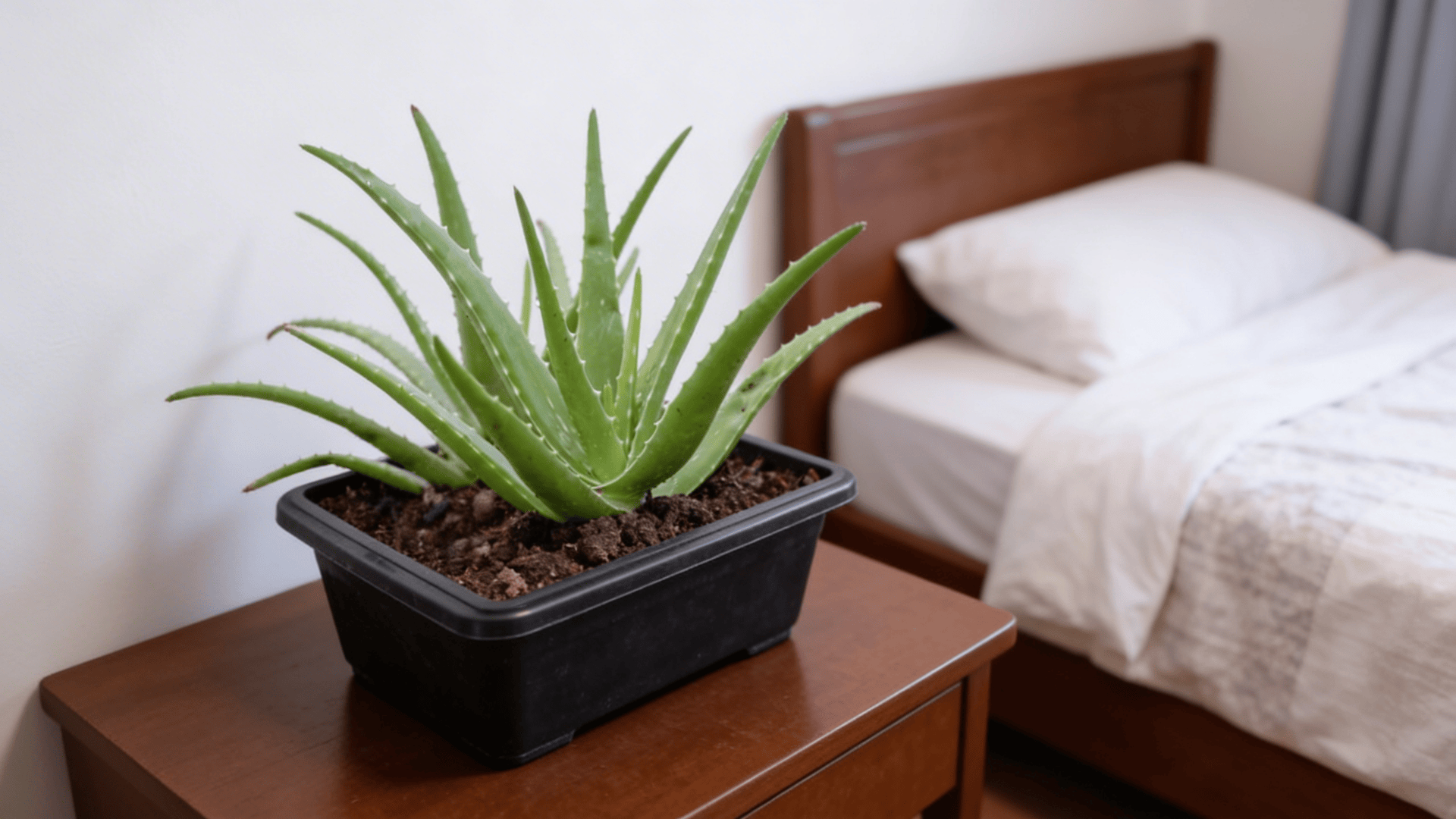 an aloe vera plant with thick spiky green leaves in a black pot placed on a wooden bedside table