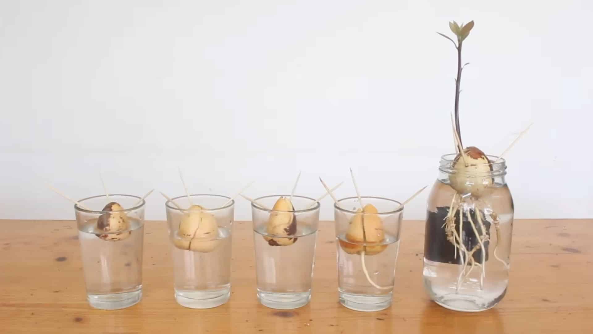 avocado seed cracking open with root emerging showing early sprouting process
