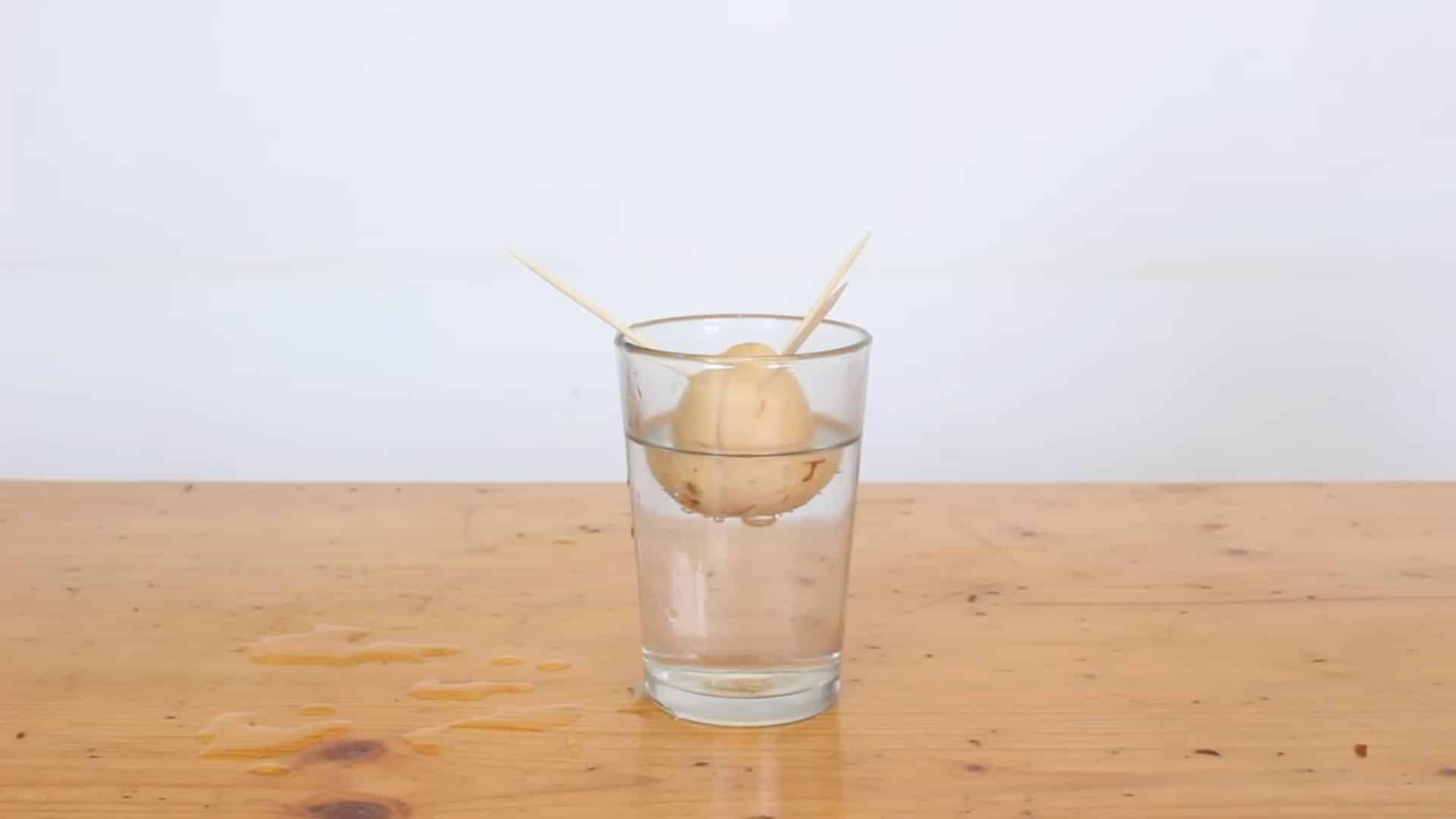 avocado seed placed near window in indirect light with fresh water for early growth stage