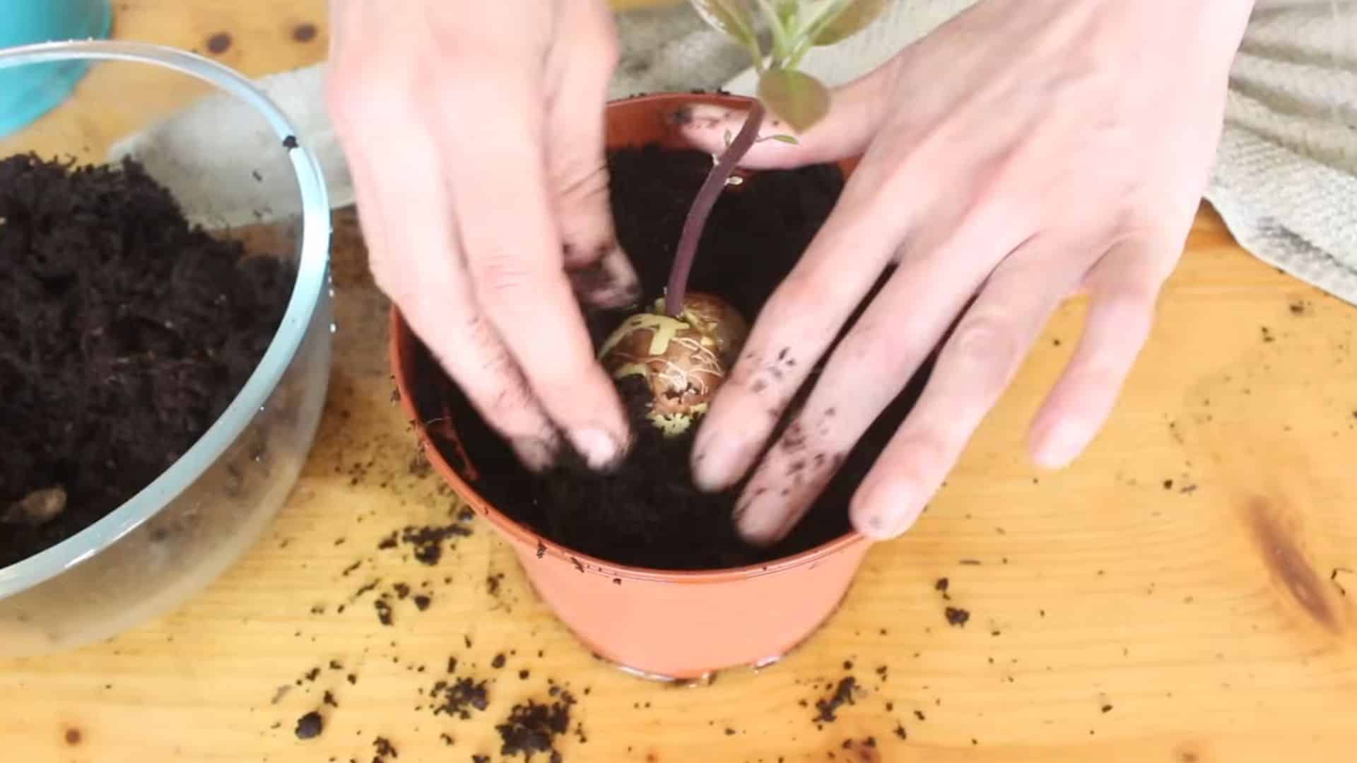 avocado seed planted in pot with soil showing careful placement and root protection