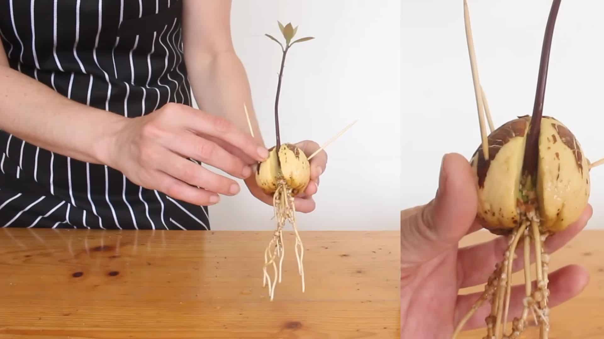avocado seed with growing stem and roots ready to be transferred into soil