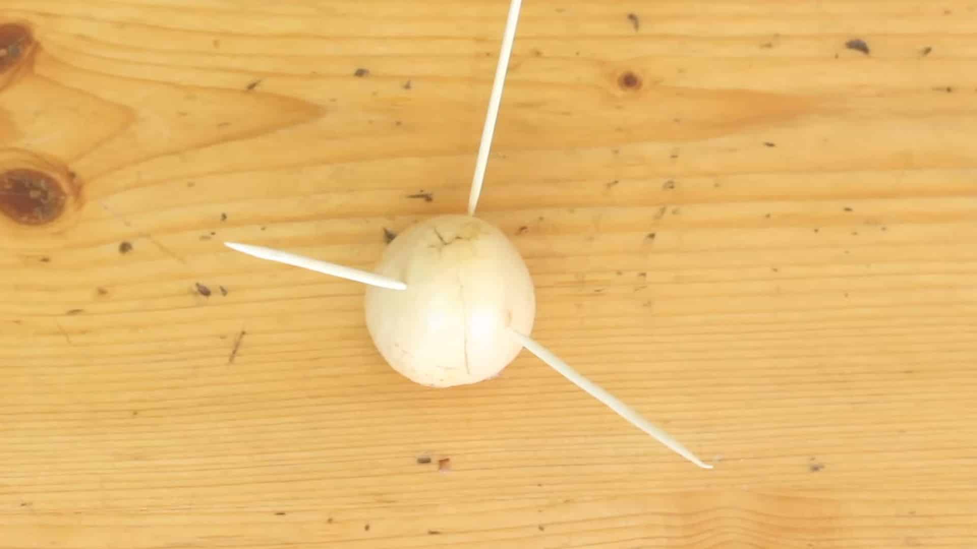 avocado seed with toothpicks placed over glass setup with bottom in water for sprouting