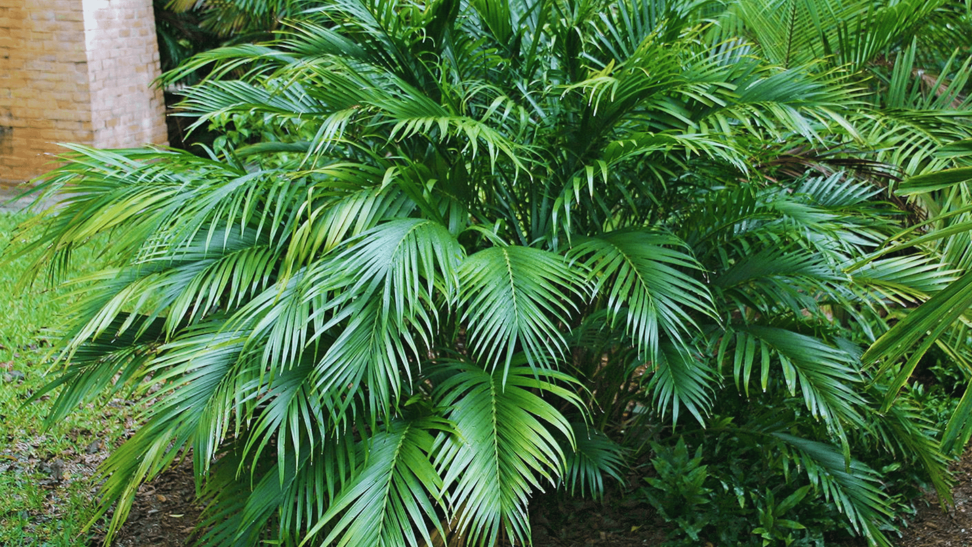 bamboo palm with lush arching fronds tropical shower plants adding vibrant greenery