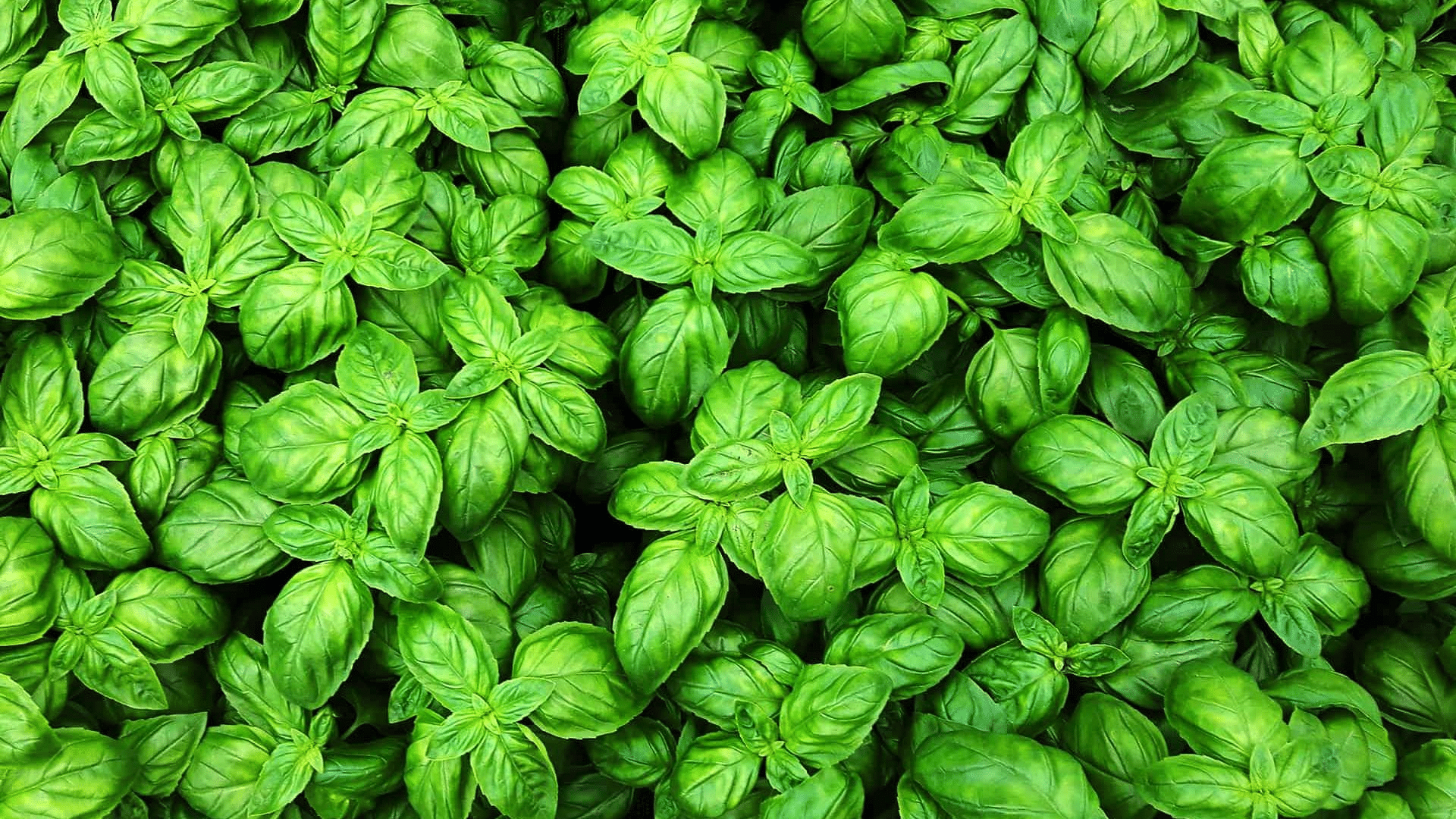 basil is a great companion for cucumbers as it helps repel pests like aphids
