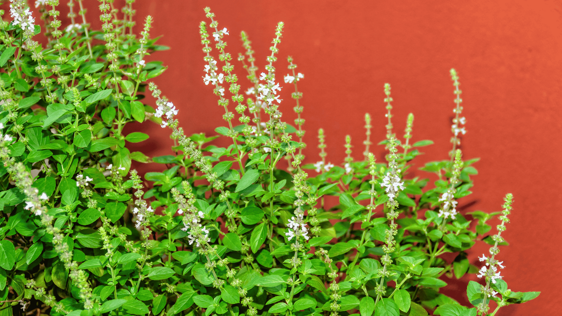 basil plant with green leaves and white flowers growing against a red background