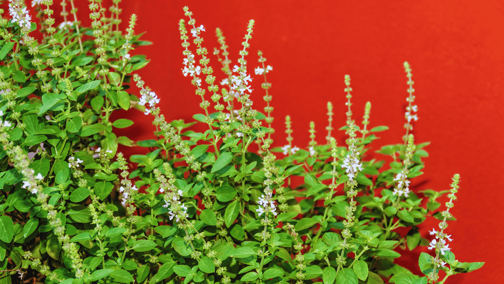 basil plants with small white flowers growing in a garden against a red wall