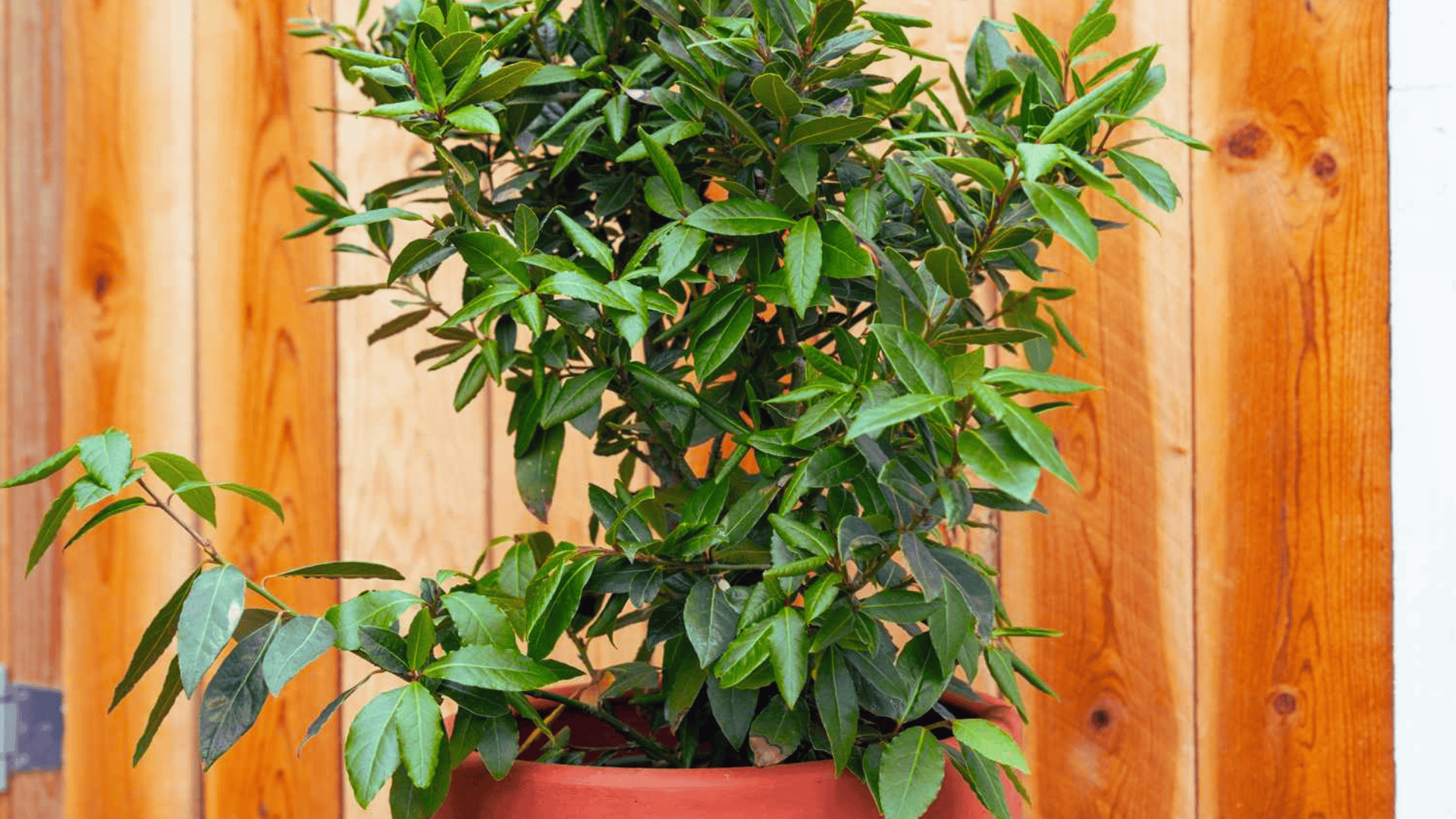 bay laurel plant growing in a pot placed in front of a wooden fence