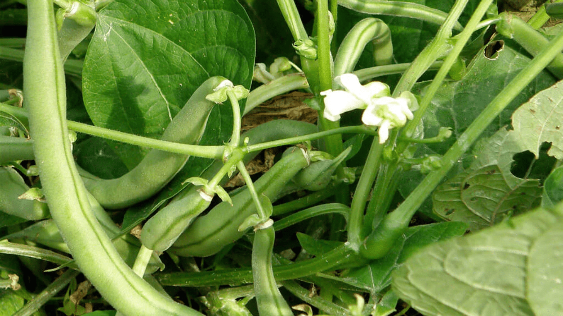 beans are a great companion for cucumbers as they fix nitrogen