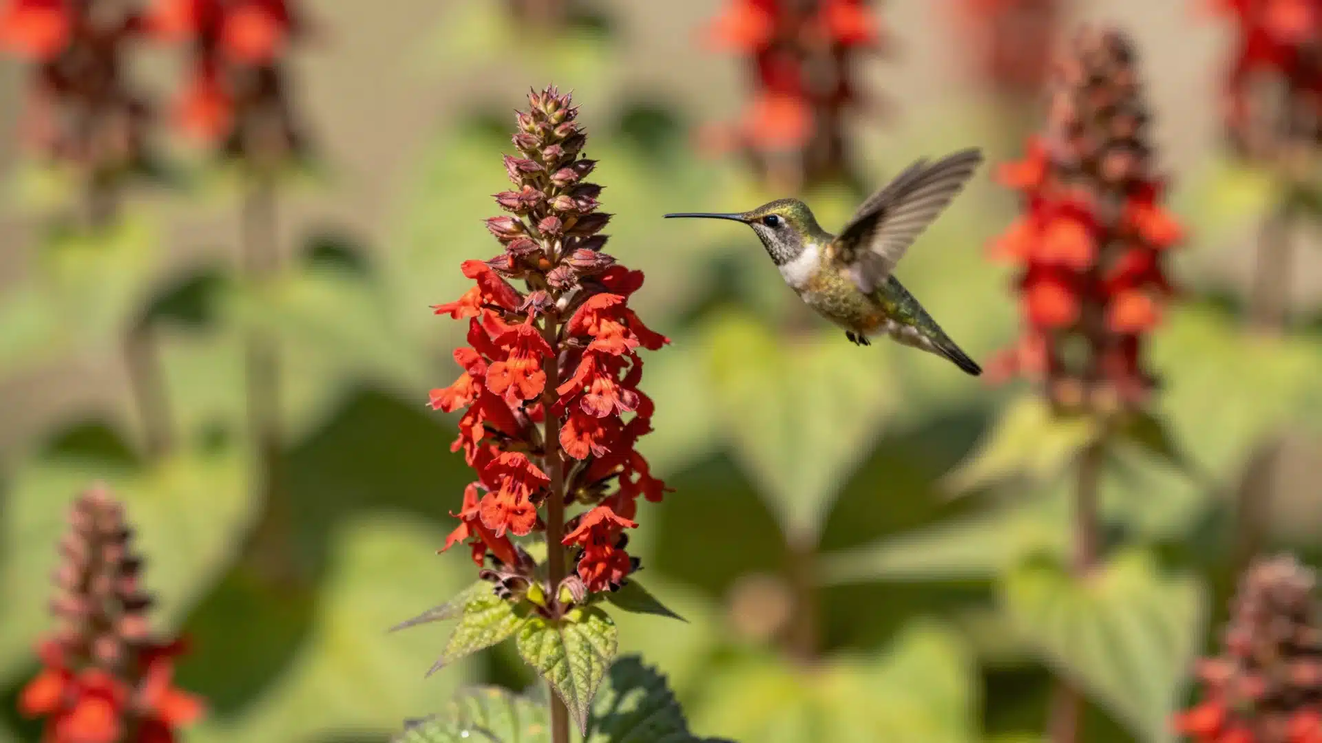 bee-balm