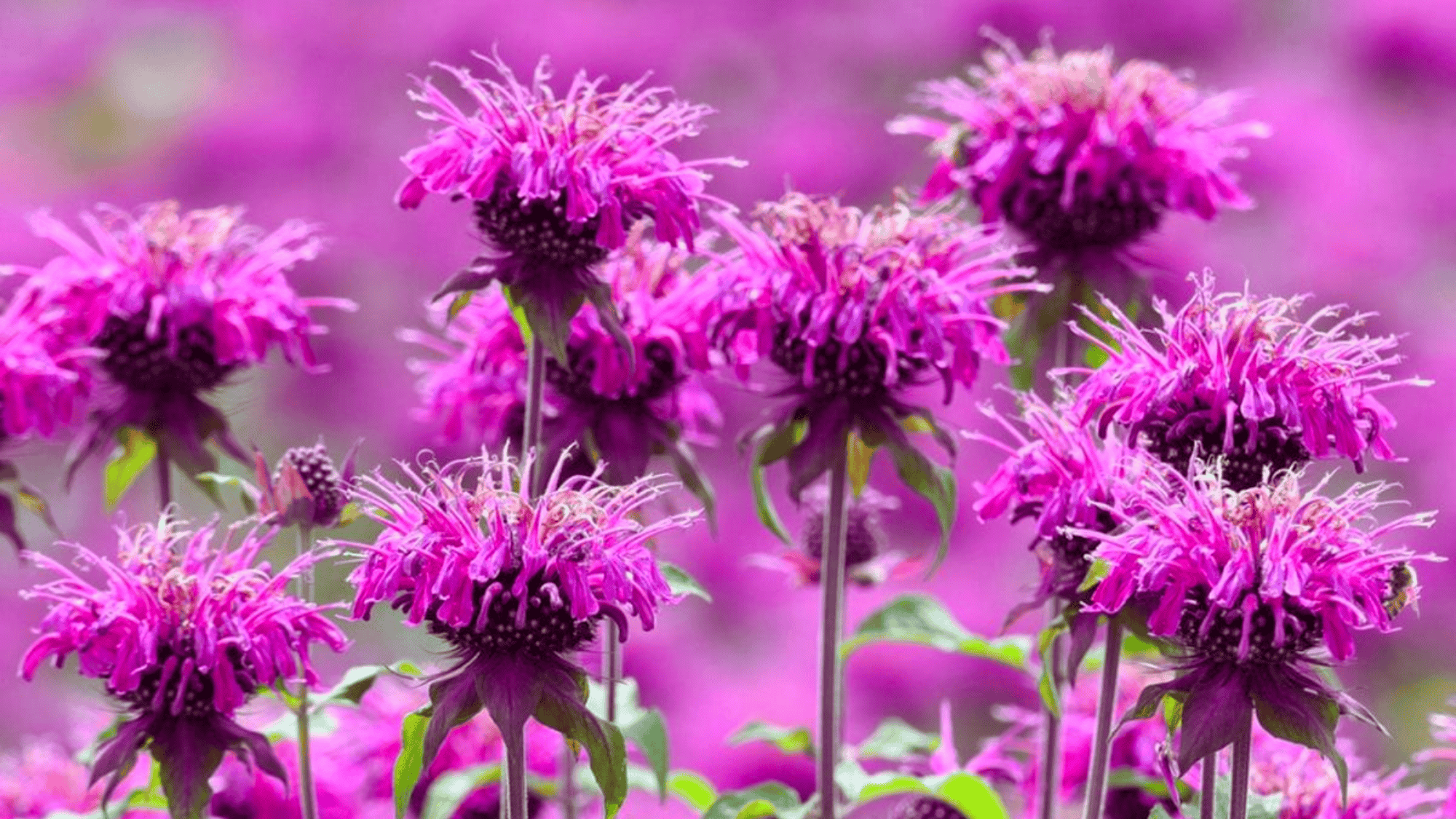 bee balm with purple flowers that attract butterflies answering what flowers attract butterflies