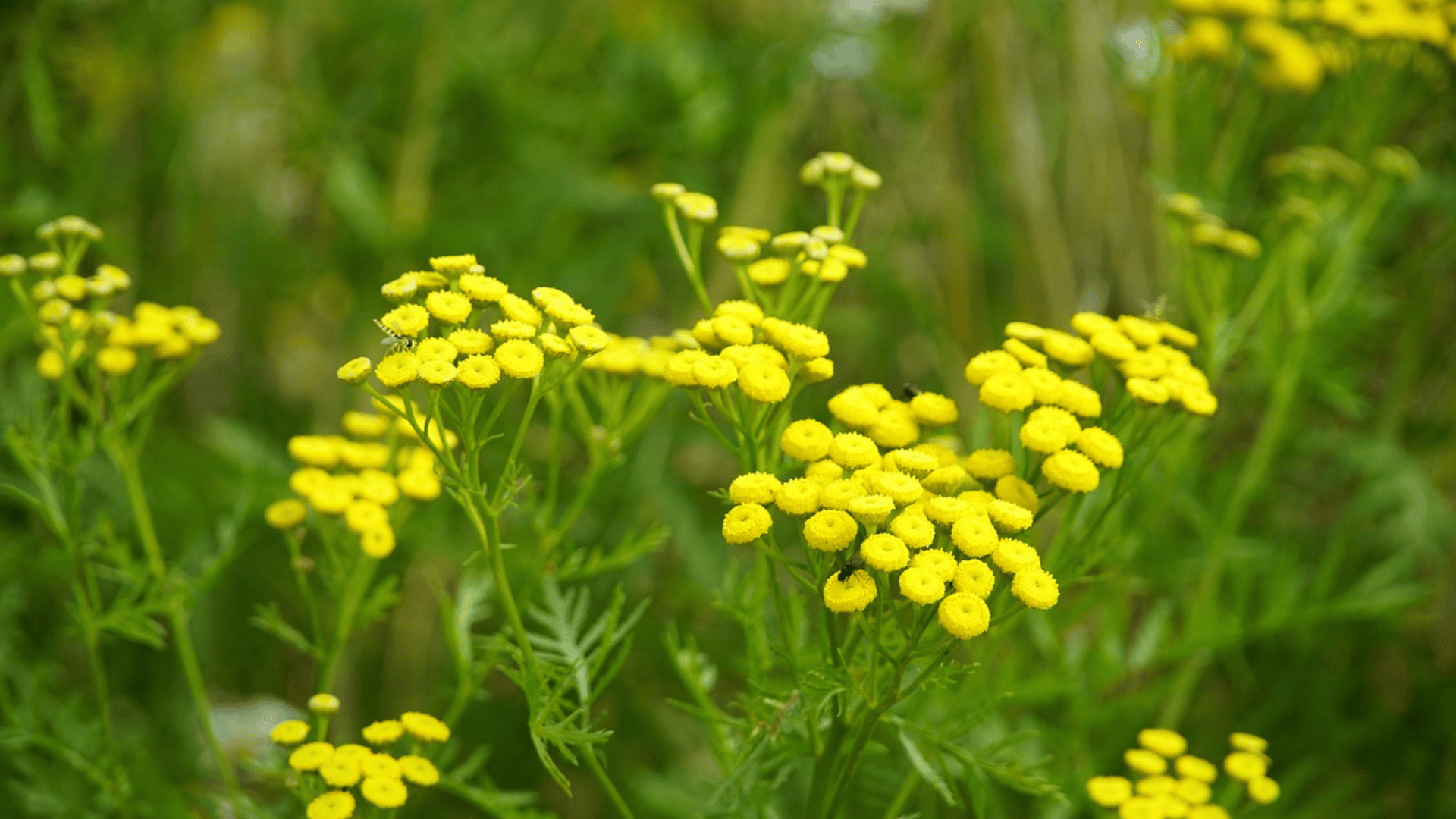bee collecting nectar from yellow tansy flowers in a garden