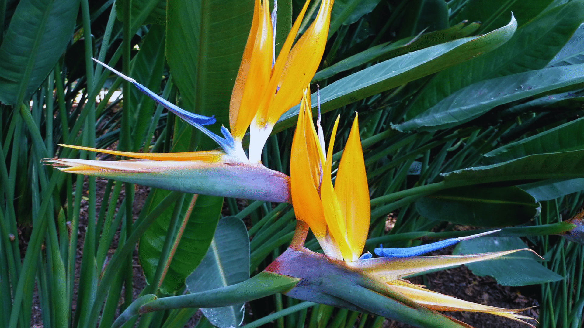 bird of paradise with bold tropical foliage exotic shower plants