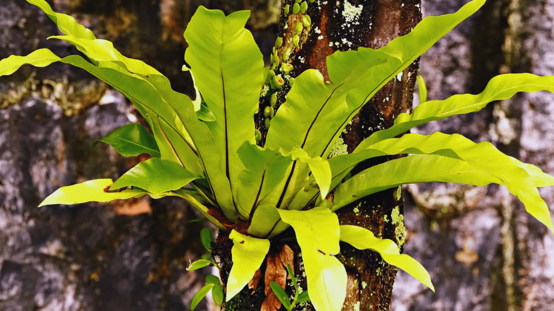 birds nest fern with wide wavy leaves vibrant shower plants thriving in warm humid bathroom