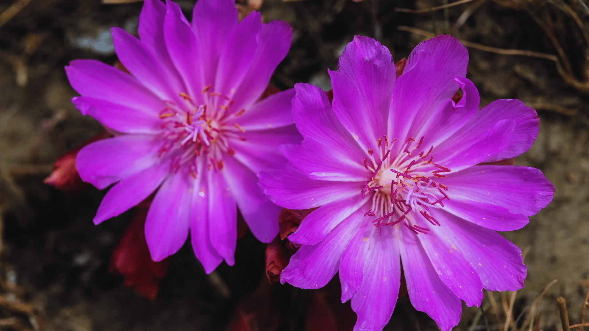 bitterroot with delicate pink blossoms unique shower plants adding soft natural beauty to humid spaces  bromeliads