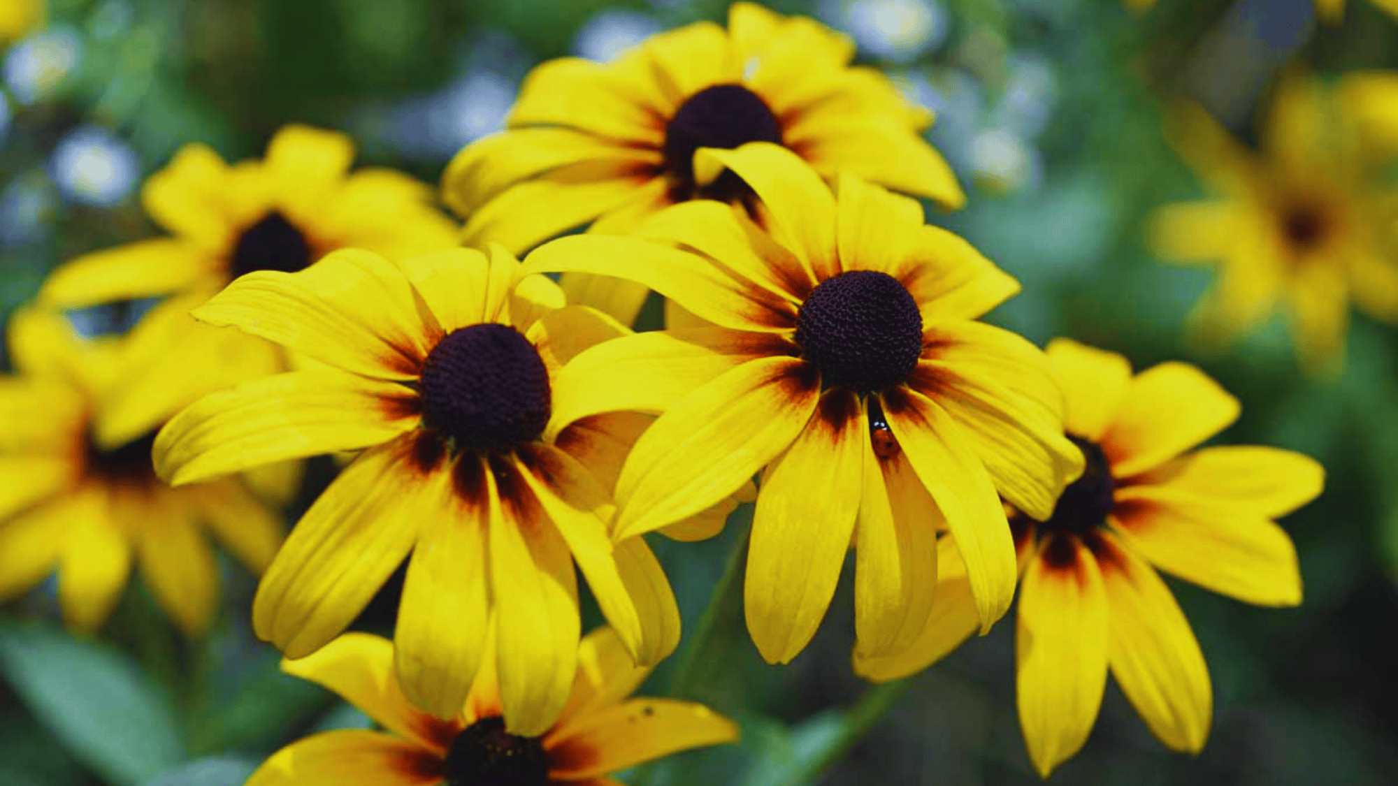 black-eyed susan rudbeckia with yellow petals that attract butterflies answering what flowers attract butterflies