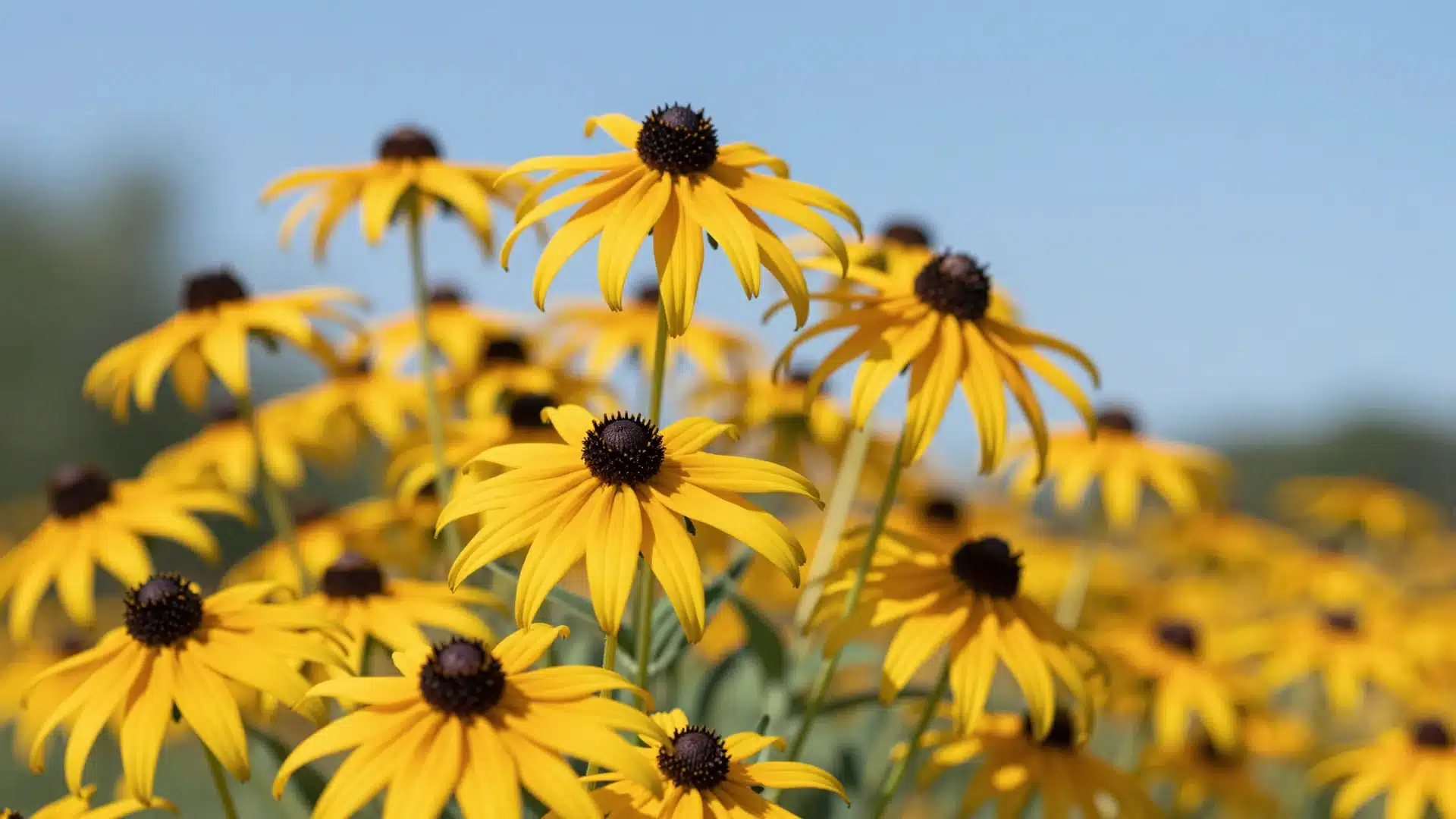 black-eyed-susan