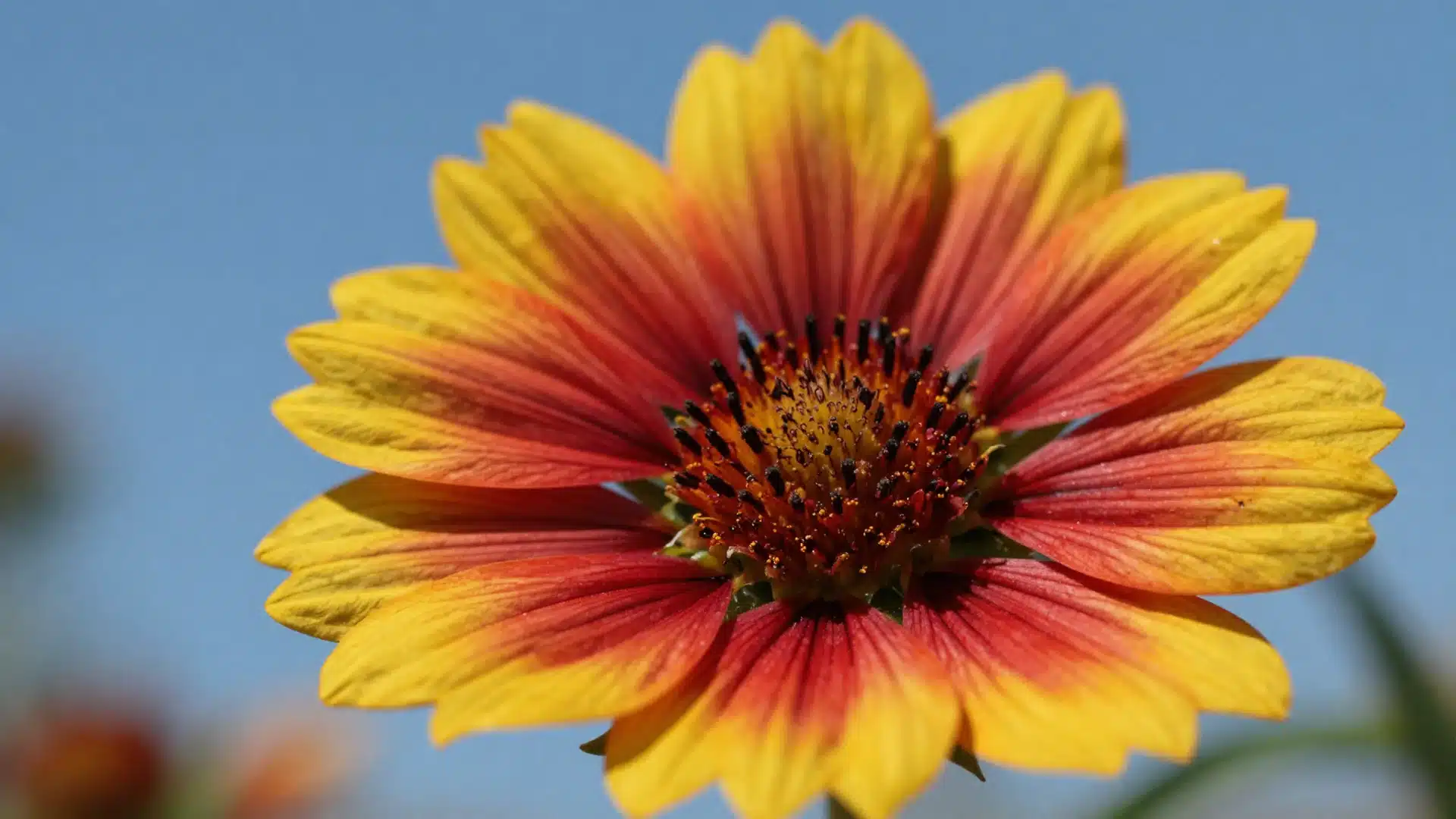 blanket-flower