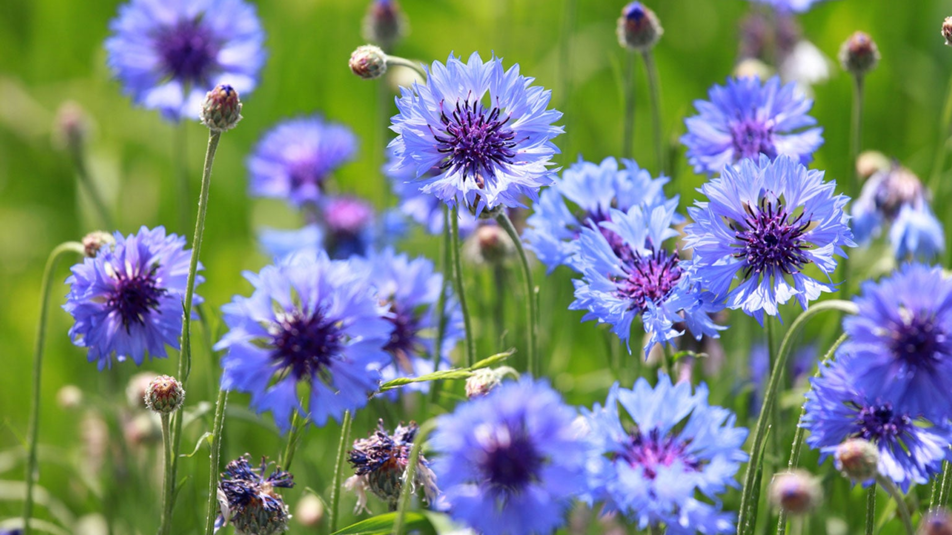 blue cornflower blossoms in a sunny meadow a colorful example of what flowers attract butterflies to garden spaces
