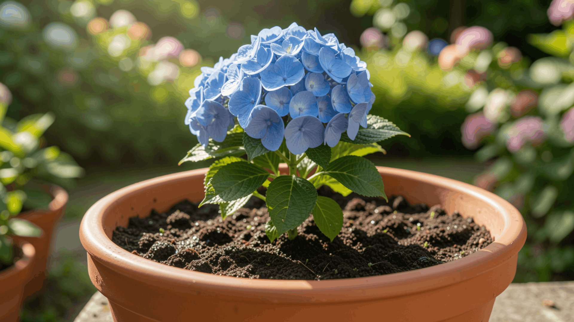 blue hydrangea flowers blooming on a small potted plant outdoors with green leaves (1) (1)