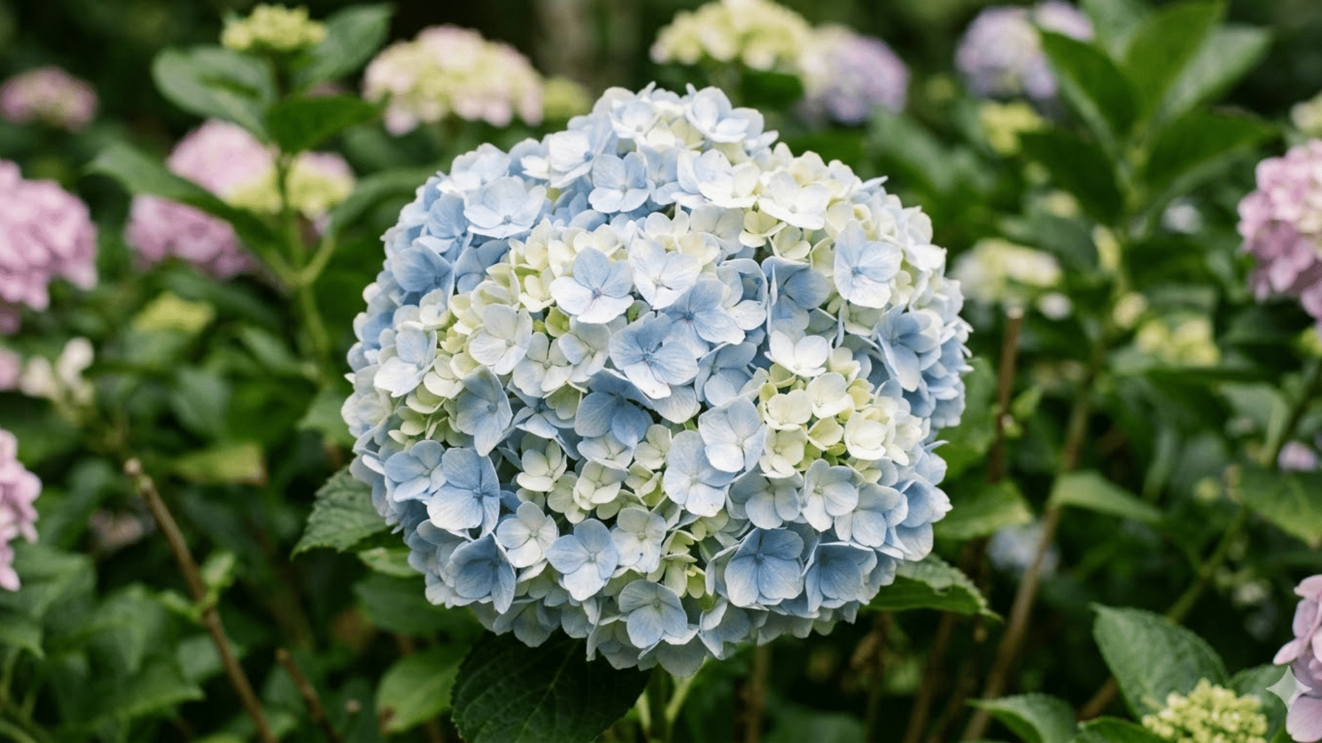 blue hydrangeas bloom surrounded by green leaves in a lush garden