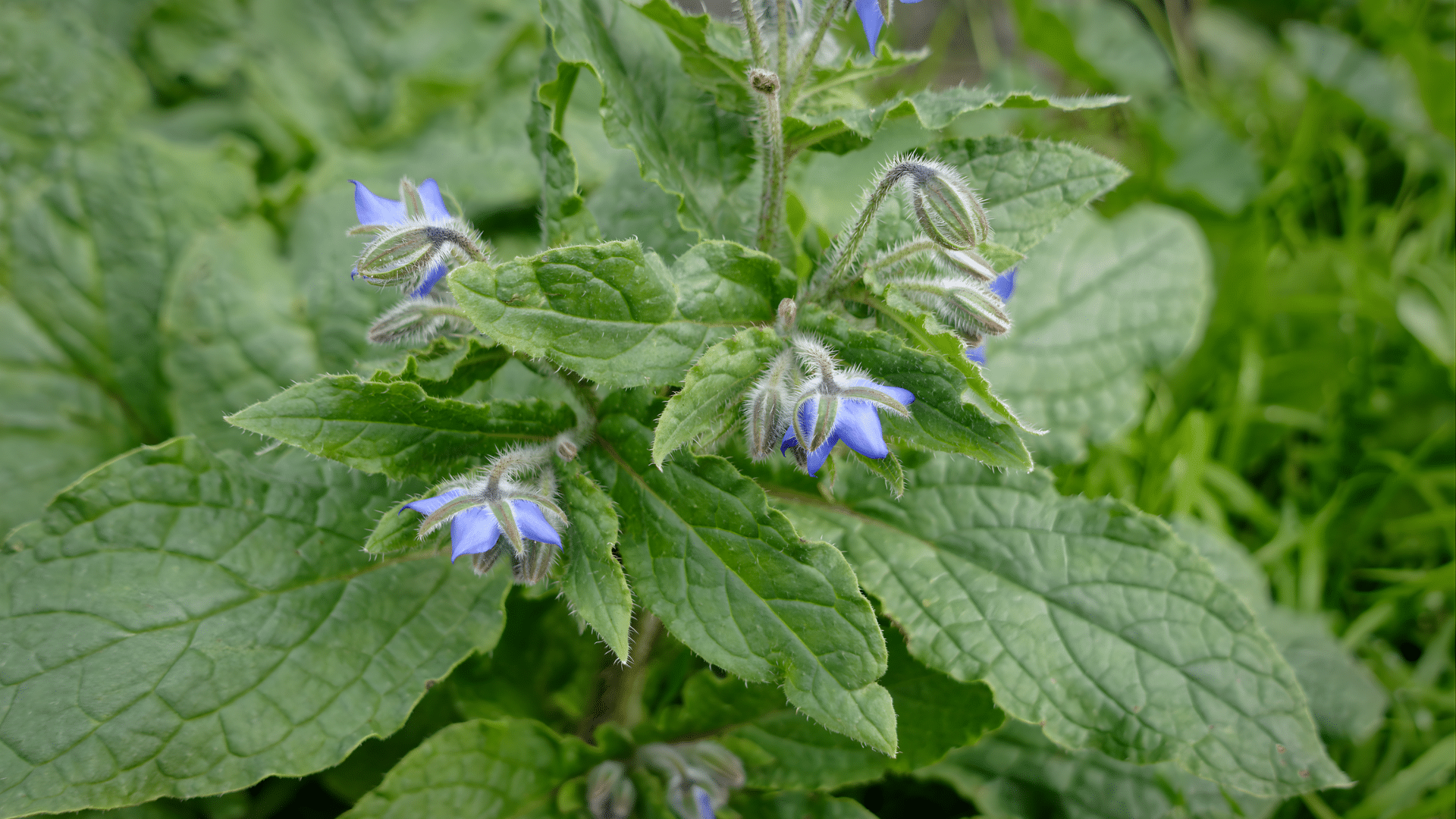 borage is a great companion for cucumbers as it helps attracting pollinators